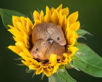 Rompecabezas Mouse and sunflower