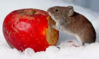 Пазл Мышка и яблоко