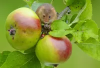 Пазл Мышка на яблоне