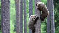 Quebra-cabeça Bears on the tree