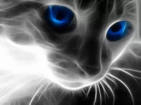 Zagadka Mystical cat