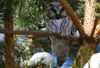 パズル Rough-legged Owl