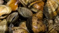 Puzzle Clams
