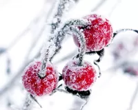 Jigsaw Puzzle frosty cherry