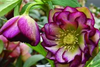 Jigsaw Puzzle Hellebore