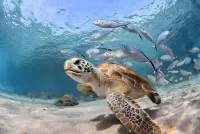 Пазл Морская черепаха