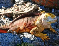 Zagadka marine iguana