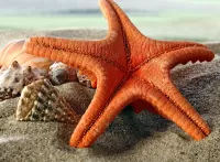 Quebra-cabeça Starfish