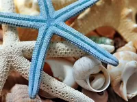 Puzzle Starfish