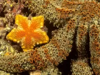Rompicapo Starfish