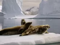 パズル Fur seals