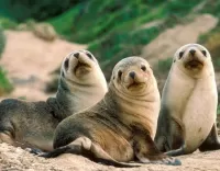 Слагалица Seals