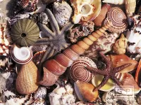 Rompicapo Seashells