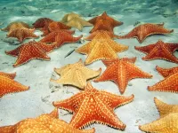 Jigsaw Puzzle Sea stars