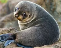 Zagadka Fur seal