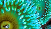 パズル sea flower