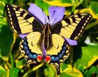 パズル Butterfly