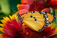 Слагалица Moth on a flower