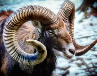 Quebra-cabeça Mouflon