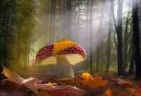Jigsaw Puzzle The fly agaric