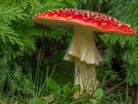 Rompicapo Fly-agaric 18
