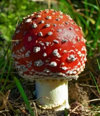 パズル Mushroom