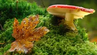 Puzzle Fly agaric in the moss