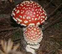 Puzzle Fly agaric