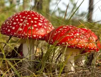Rompicapo fly agaric