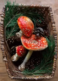 Puzzle fly agaric