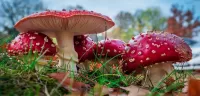 Puzzle Fly agaric