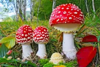 Jigsaw Puzzle Red mushrooms