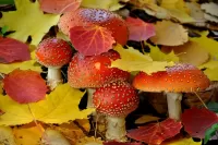 Jigsaw Puzzle Toadstools and leaves