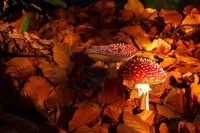 Puzzle Toadstools and leaves
