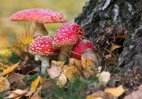 Jigsaw Puzzle Toadstools under the tree