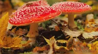 Puzzle Fly agaric in foliage