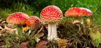 Jigsaw Puzzle Toadstools in the grass