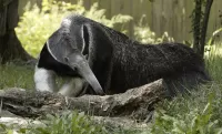 Jigsaw Puzzle Anteater