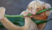Zagadka Anteater on a branch