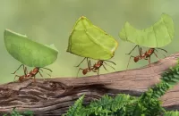 Bulmaca Ants leaf cutter