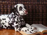 Jigsaw Puzzle Well-read dog