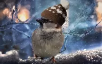 Puzzle The resourceful Sparrow