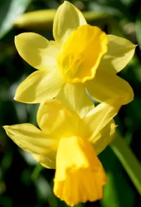 Jigsaw Puzzle Narcissus
