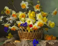 パズル Daffodils
