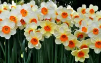 Слагалица Daffodils