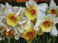 Jigsaw Puzzle Daffodils