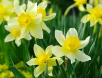 Bulmaca Daffodils