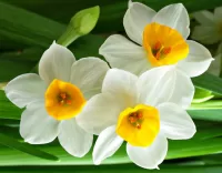 Puzzle daffodils