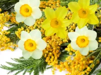 Puzzle Daffodils and Mimosa