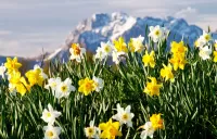 Bulmaca Daffodils in the mountains